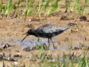 Summer plumaged Spotted Redshank - Tringa erythropus © John Muddeman